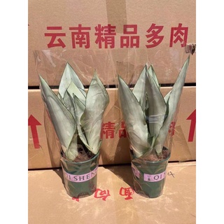 Chậu cây lưỡi hổ bạc