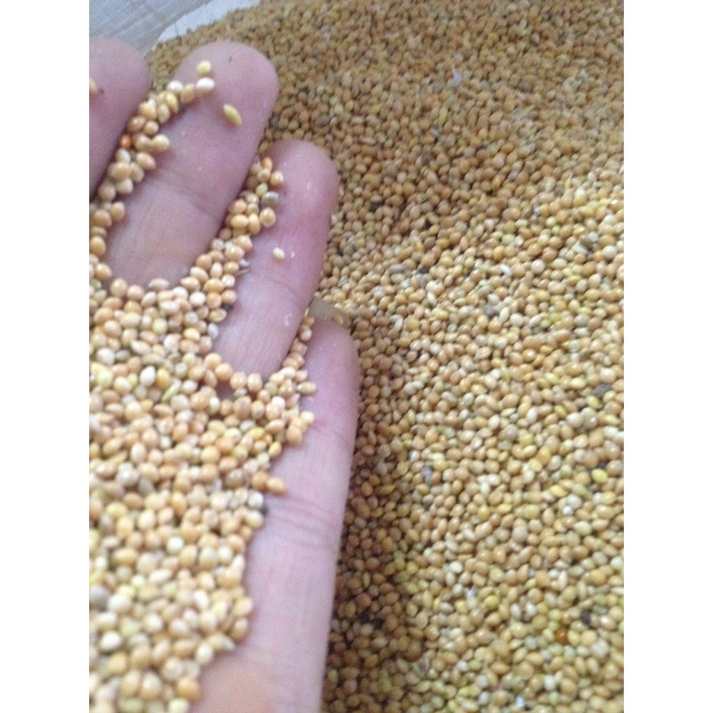 1kg hạt Kê Bóng Vàng