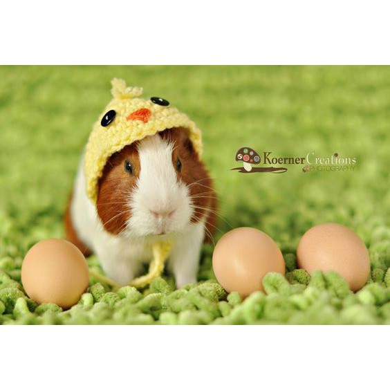 NÓN BÉ GÀ CON CHO HAMSTER, CHUỘT, BỌ Ú...