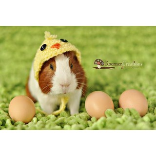 NÓN BÉ GÀ CON CHO HAMSTER, CHUỘT, BỌ Ú...