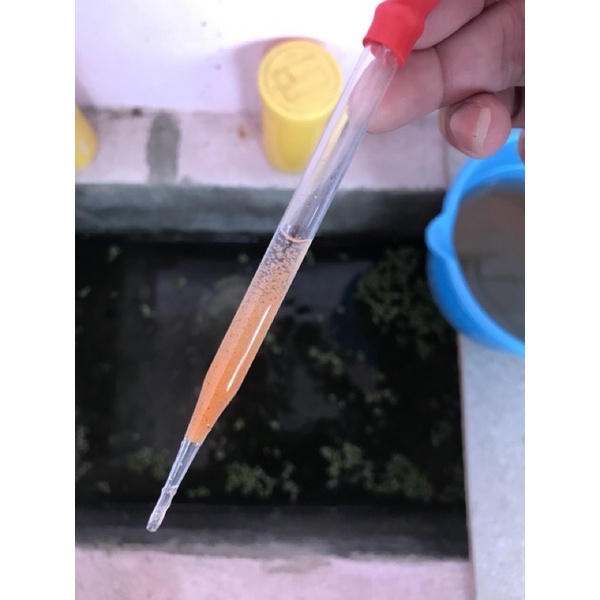 Artemia ấp nở lon vàng 425g