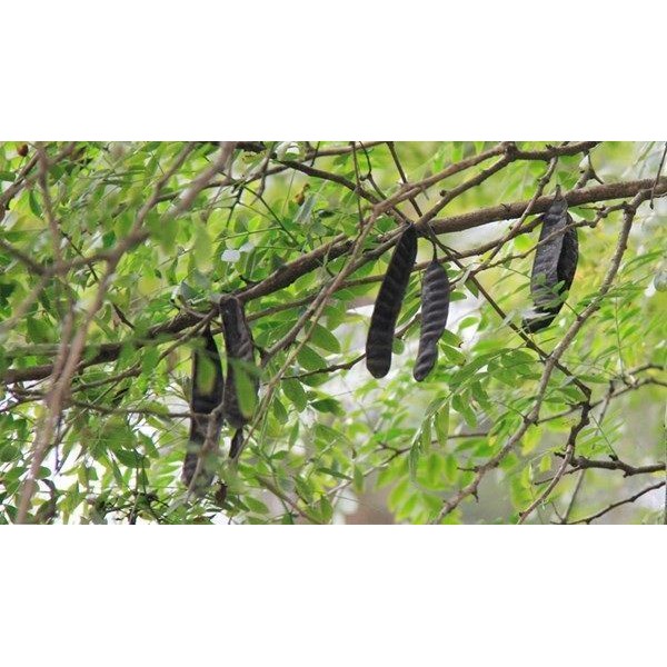 Quả bồ kết khô
