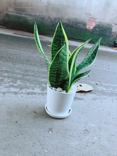 Chậu Lưỡi Hổ Cao