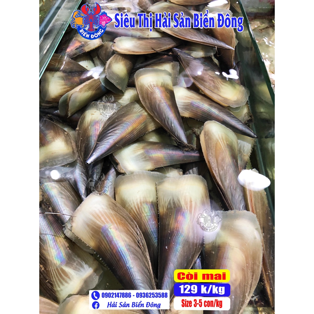 CÒI MAI sống từ 3 đến 5 con/kg có hỗ trợ sơ chế, sản phẩm của Hải Sản Biển Đông ở Hà Nội