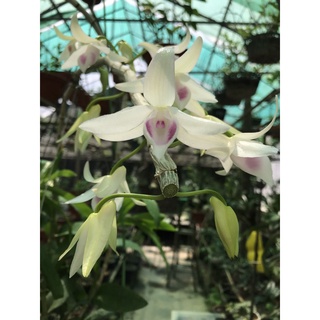 giò hoa lan phi điệp tím gái nhẩy