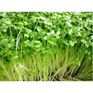 Hạt giống rau mầm bông cải xanh 1KG