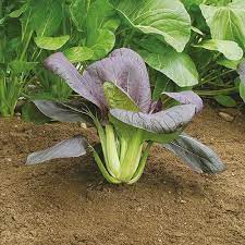 Gói 10 Gram hạt giống cải chíp tím _ Cải thìa tím