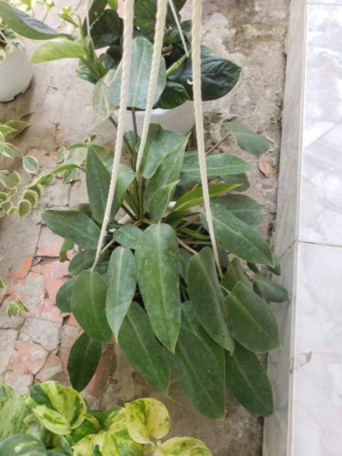 Trầu Bà Tỉ Phú