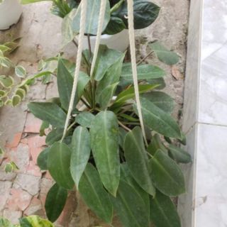 Trầu Bà Tỉ Phú