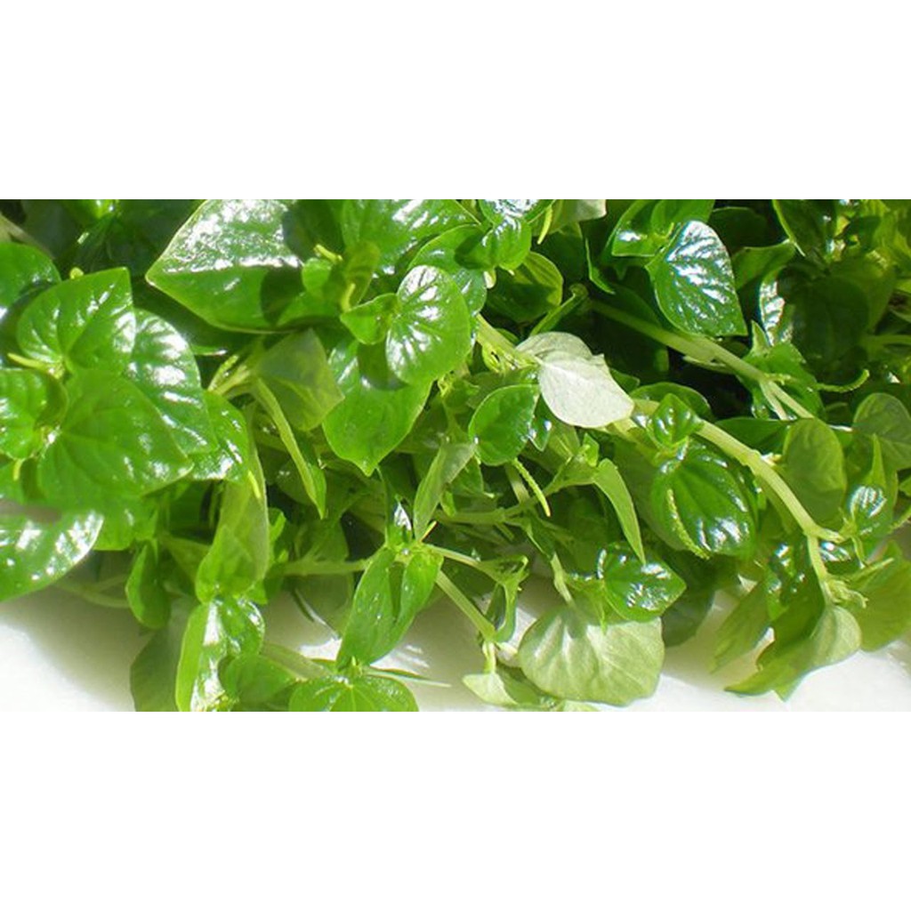 Gói 0.5gr hạt giống rau càng cua
