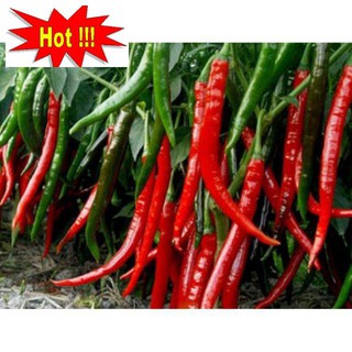 Hạt Giống Ớt hàn Quốc 30 Hạt