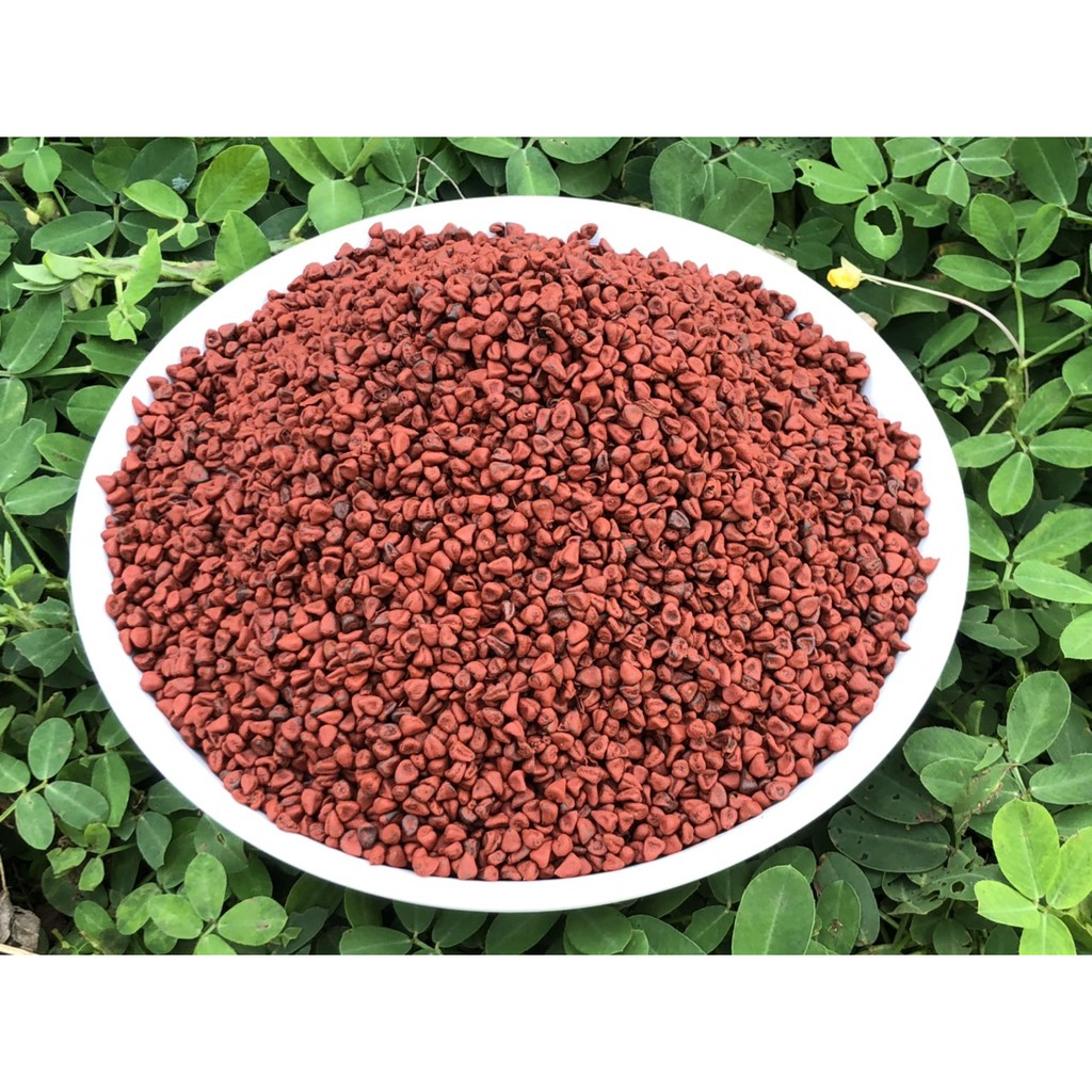 Hạt điều đỏ tạo màu - SỈ GIÁ TỐT