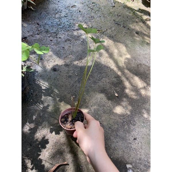 Cây oxlis  củ giống