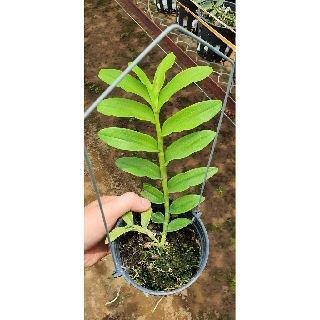 PHI ĐIỆP LỘC BẮC