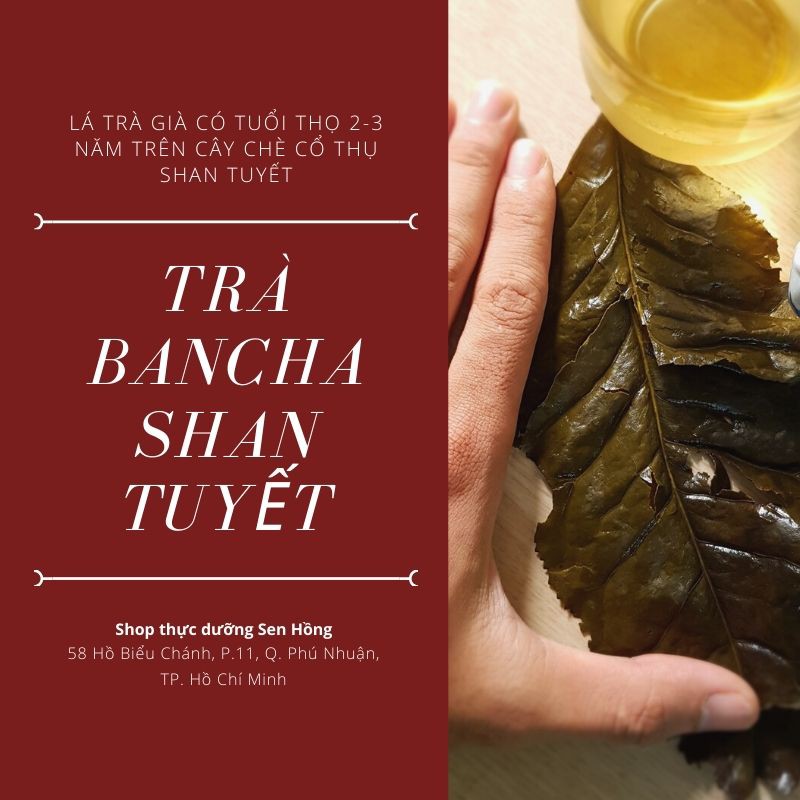 Trà Bancha Shan Tuyết (100gr) - Lá Trà già ba năm - Thực dưỡng Sen Hồng | BigBuy360 - bigbuy360.vn