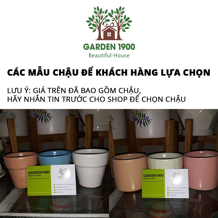 Sen đá ruby - Cây nội thất văn phòng