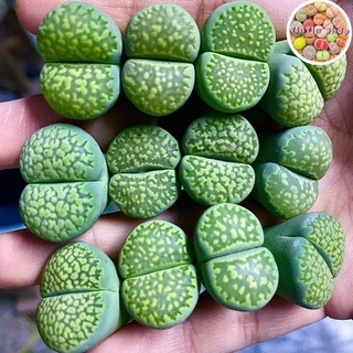 Sen mông,Lithops,thạch lan Xanh 1.8cm