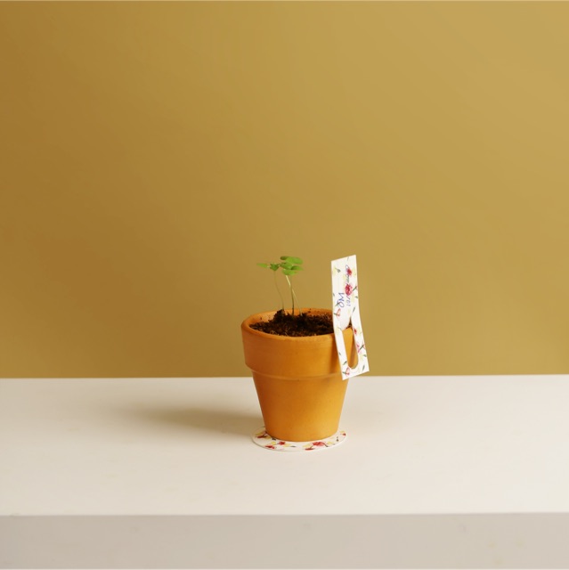 Kit Trồng Cây Mini - Ngò Rí  | Plant Kit - Coriander