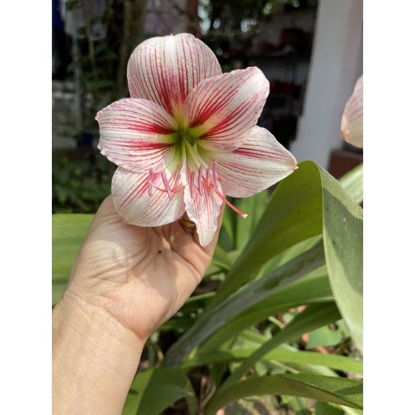 Củ huệ hoàng thanh