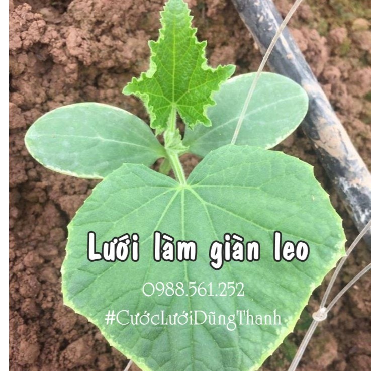 LƯỚI LÀM GIÀN LEO (GIÀN DƯA LEO, GIÀN BÍ NGÔ, GIÀN MƯỚP...)