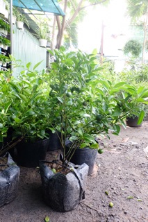 Chậu cây tắc ( cây quất) cây sẵn sai trái, dễ trồng và chăm sóc, có sẵn