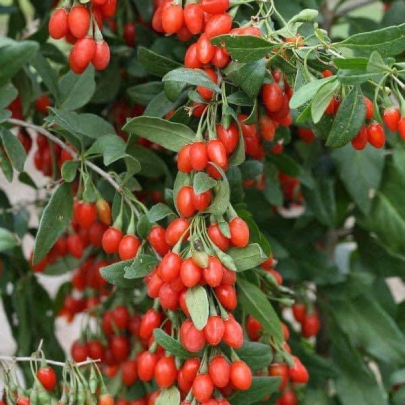 Kỳ Tử Đỏ Hữu Cơ Hàng chọn loại quả to