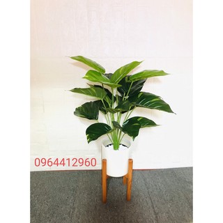 CÂY TRẦU BÀ giả  trang trí cao cấp - 70cm 18 nhánh (lá to 20cm)
