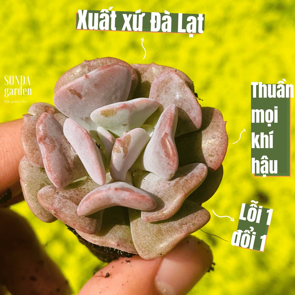 Sen Đá Cúc Tím Sonda Garden Size Mini 2.5 - 4Cm, Cây Cảnh Trang Trí Nhà Cửa, Lỗi 1 Đổi 1