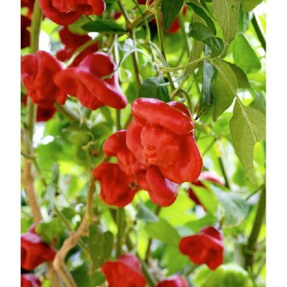 Hạt giống ớt chuông gió ( ớt hoa hồng ) 20 hạt