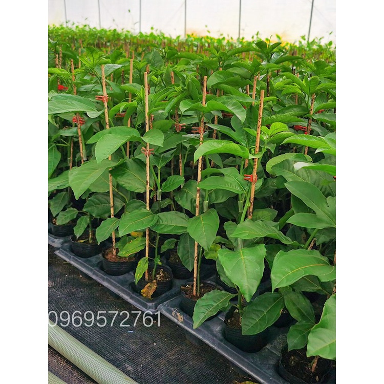 Cây chanh leo vàng mộc châu