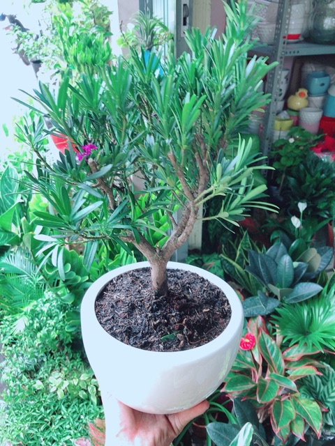 Chậu Cây Tùng Bồng Lai Size Lớn