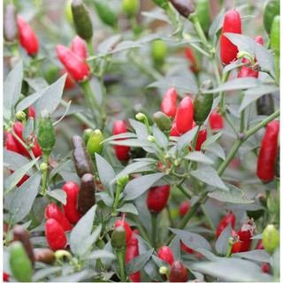 Hạt Giống Ớt Xiêm - Thái Lan (Capsicum chinense)