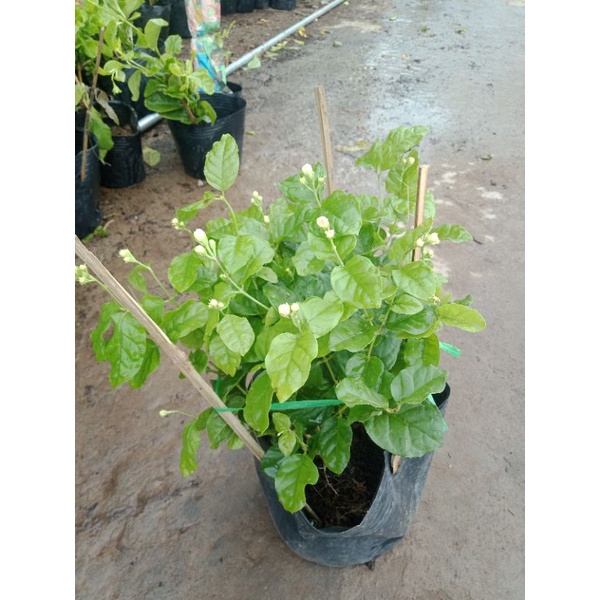 Hoa nhài ta kép