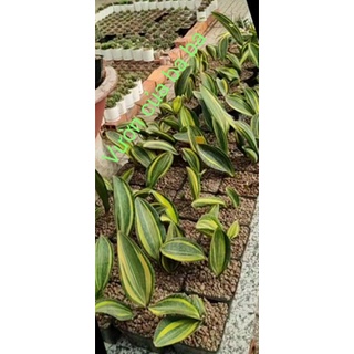 Lưỡi hổ vây cá voi sọc vàng (Phần 1) - Sansevieria Masoniana Variegata - Whale Fin Variegata