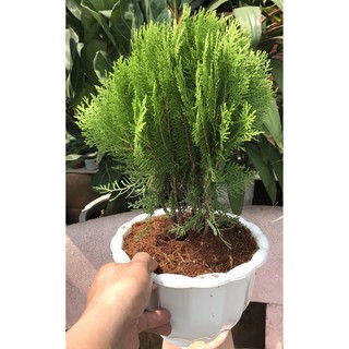 Cây Trắc Bách Diệp cao 50 - 60 cm