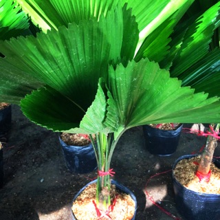 Cây kè Nhật ( cọ nhật) 80cm-90cm