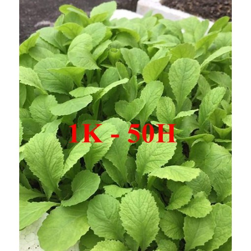 DEAL 1K - 100 HẠT GIỐNG RAU CẢI CANH CAO SẢN (Cải mơ)