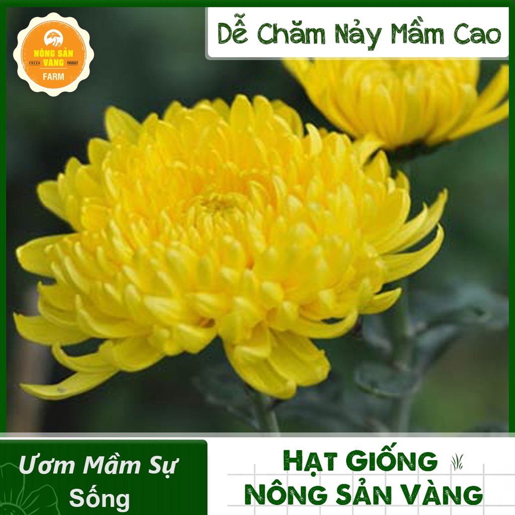 Hạt giống Hoa Cúc Vàng Đại Đóa ( Gói 100 Hạt ) - Nông Sản Vàng