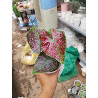 Cây Mon cảnh - Cây Muống Nhật