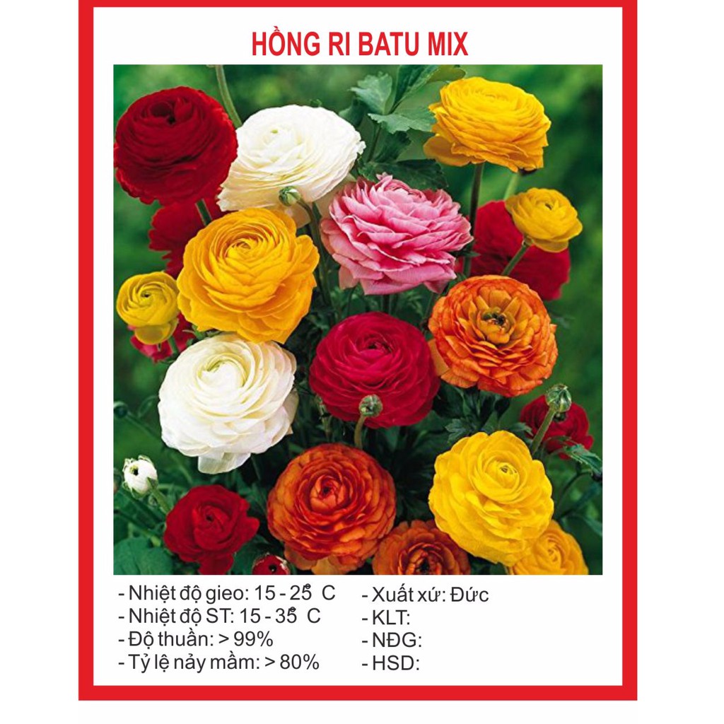 Hạt Giống Hoa Hồng Ri Ba Tư Mix 5 Hạt