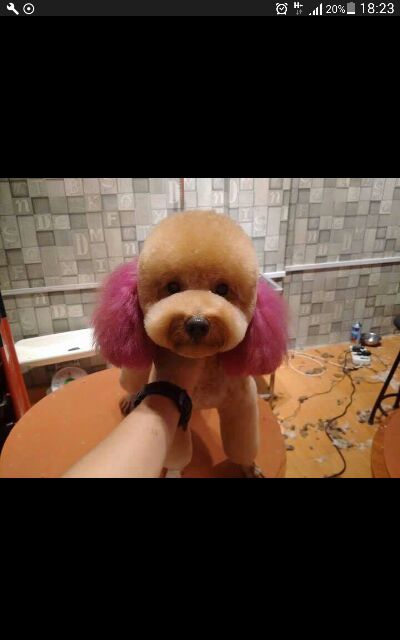 Thuốc nhuộm lông cho cún