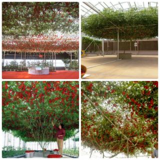 Cà Chua Bạch Tuộc ( Cà chua leo giàn) 20 hạt - HÀNG CÔNG TY