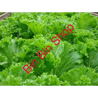 HẠT GIỐNG CẢI BẸ MÀO GÀ