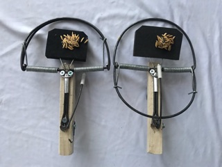 Combo 10 bẫy chuột
