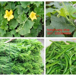 Hạt giống bí đỏ siêu ngọn và bông gói 10 gam