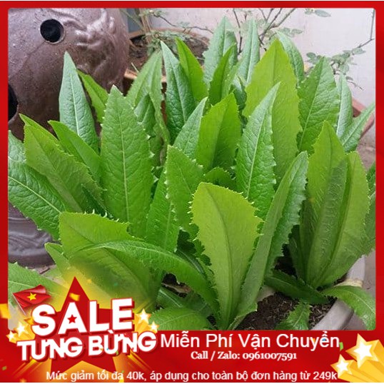 Hạt Giống Rau Diếp Thơm - 50 Hạt