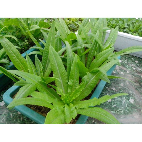 Hạt giống RAU DIẾP THƠM CAO SẢN LS.07
