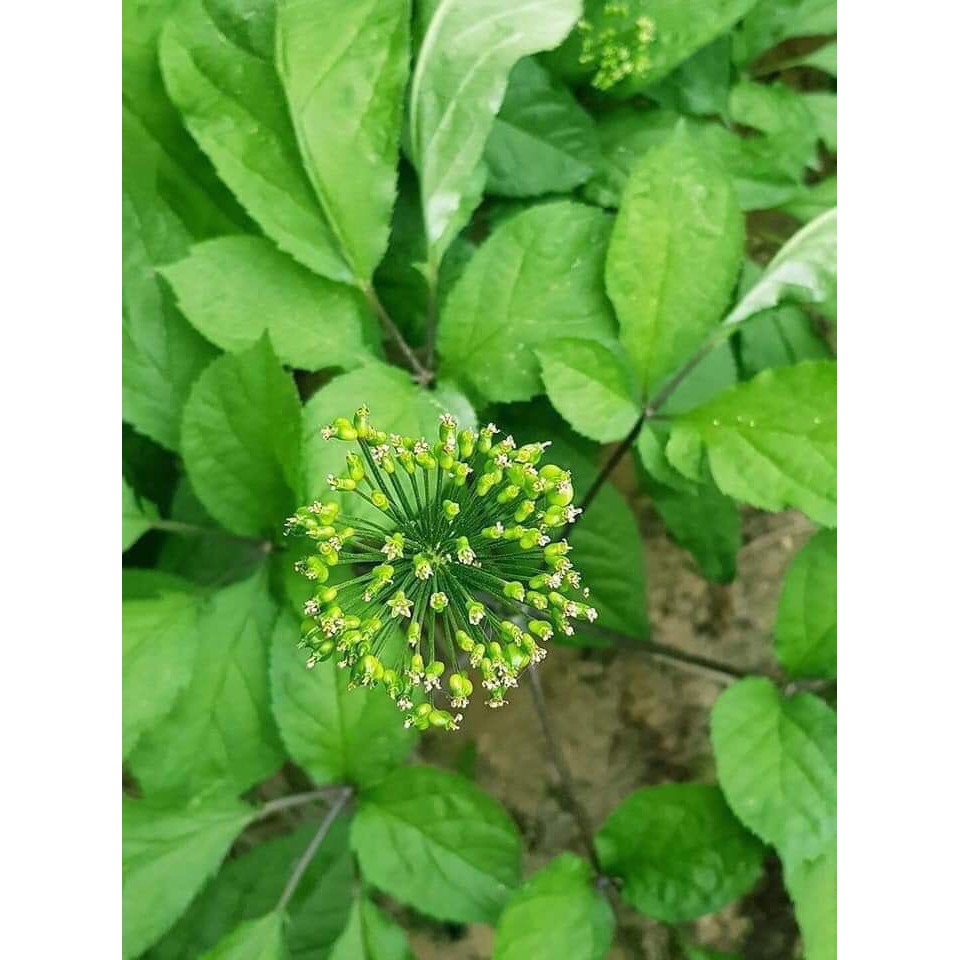 Trà Hoa Sâm sấy khô Hàn Quốc túi 500g