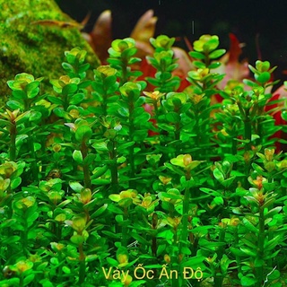 VẨY ỐC ẤN ĐỘ LÁ NƯỚC 10 nhánh