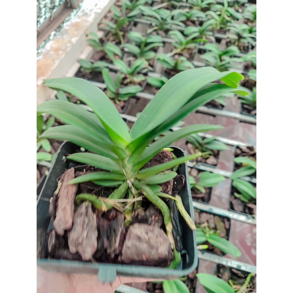 Combo 5 Chậu Lan Ngọc Điểm, Đai Châu, Nghinh Xuân 4-5 Cặp Lá Đẹp Mắt